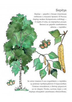 Мой первый гербарий. Цветы и листья