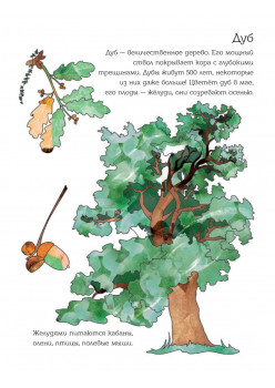 Мой первый гербарий. Цветы и листья