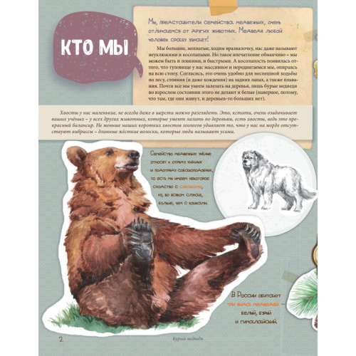 Мы - Медведи