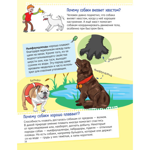 Почему собаки лают, а кошки мяукают?  Интересные факты о кошках и собаках