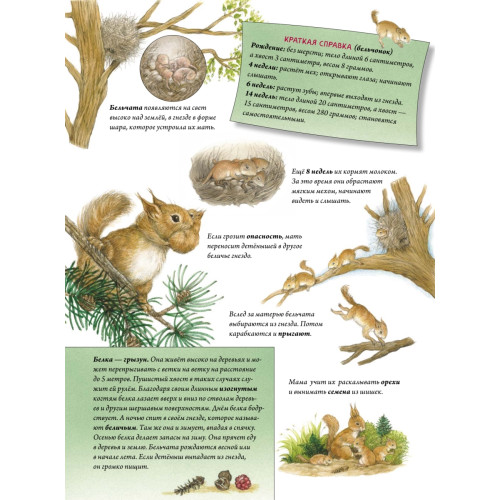 Пушистые малыши. Как растут животные и птицы