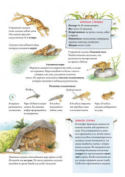 Сладких снов до весны! Как зимуют животные и насекомые