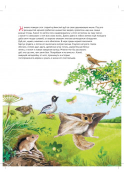 Кто где живёт? Звери и птицы леса