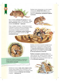 Кто где живёт? Звери и птицы леса