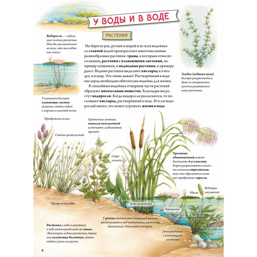 Животные и растения рек, озёр и морей. BIObook А. Толмачёва