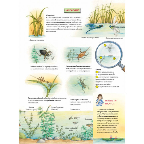 Животные и растения рек, озёр и морей. BIObook А. Толмачёва
