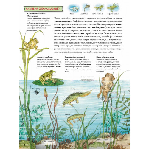 Животные и растения рек, озёр и морей. BIObook А. Толмачёва