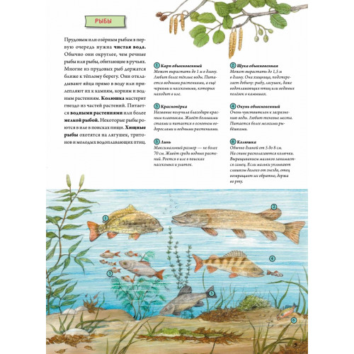Животные и растения рек, озёр и морей. BIObook А. Толмачёва