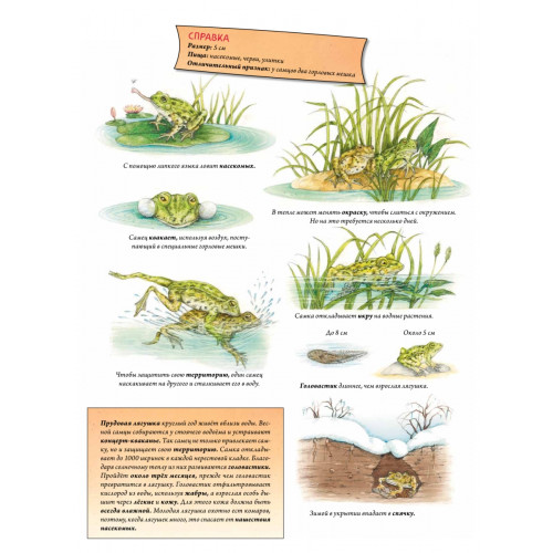 Животные и растения рек, озёр и морей. BIObook А. Толмачёва