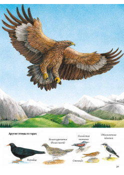 Книга о птицах. BIObook А. Толмачёва