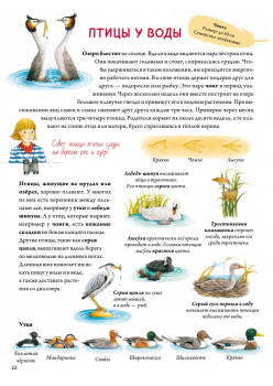 Книга о птицах. BIObook А. Толмачёва