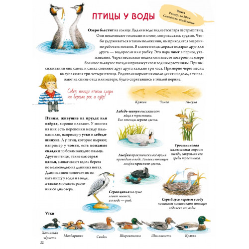 Книга о птицах. BIObook А. Толмачёва