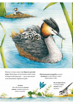 Книга о птицах. BIObook А. Толмачёва