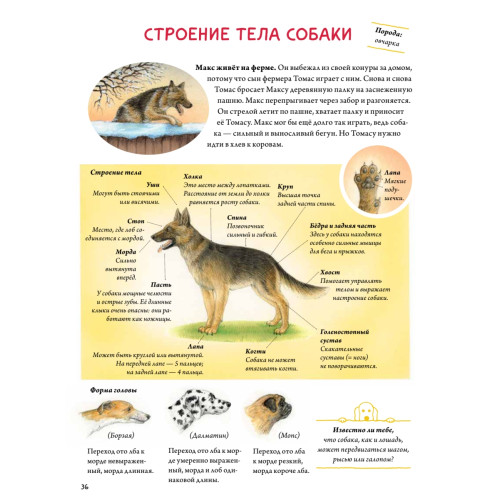 Моя самая красивая книга о кошках и собаках