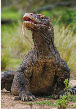 Книга выживших драконов. BIObook А. Толмачёва