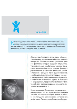 Дневник будущей мамы. Беременность день за днем