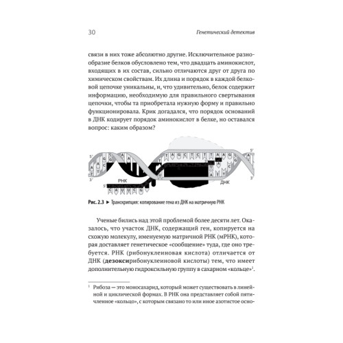 Генетический детектив. От исследования рибосомы к Нобелевской премии