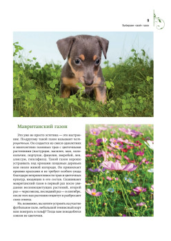 Газон, живая изгородь, дорожки на садовом участке