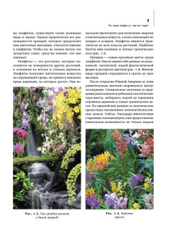 Орхидеи: выбираем, ухаживаем, наслаждаемся