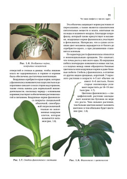 Орхидеи: выбираем, ухаживаем, наслаждаемся