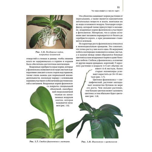 Орхидеи: выбираем, ухаживаем, наслаждаемся