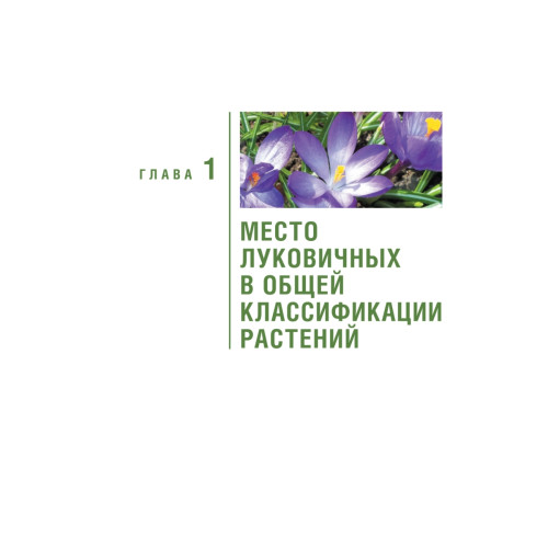 Луковичные цветы: выбираем, выращиваем, наслаждаемся