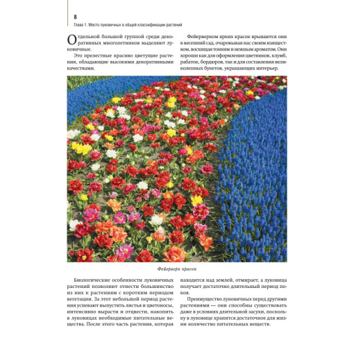 Луковичные цветы: выбираем, выращиваем, наслаждаемся