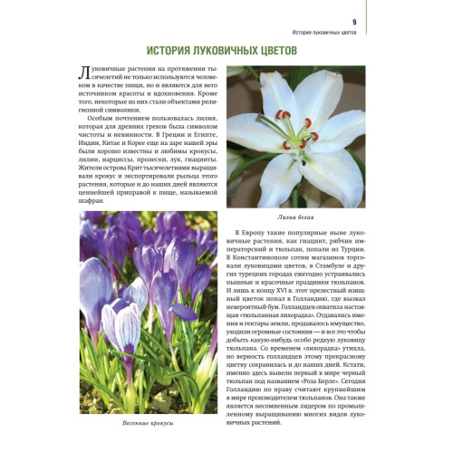 Луковичные цветы: выбираем, выращиваем, наслаждаемся