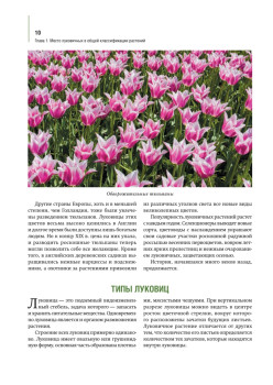 Луковичные цветы: выбираем, выращиваем, наслаждаемся