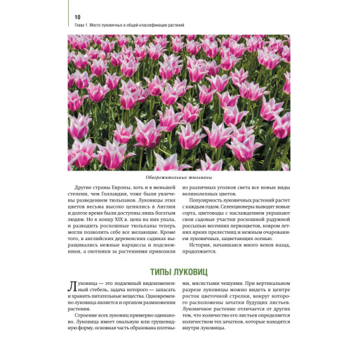 Луковичные цветы: выбираем, выращиваем, наслаждаемся