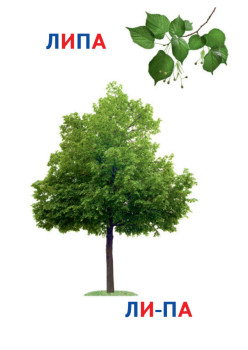 Деревья. Книга+карточки 0+