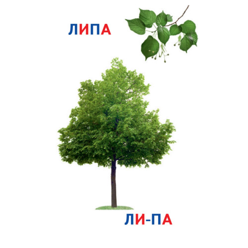 Деревья. Книга+карточки 0+