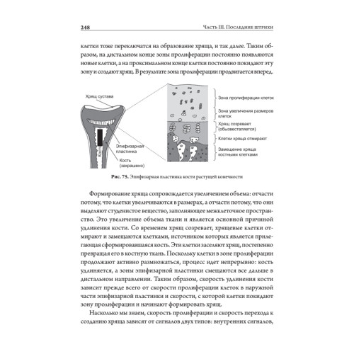 Онтогенез. От клетки до человека