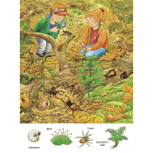 В лесу. Находилки-развивалки 4+