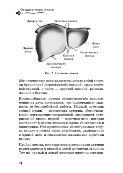 Очищение печени и почек