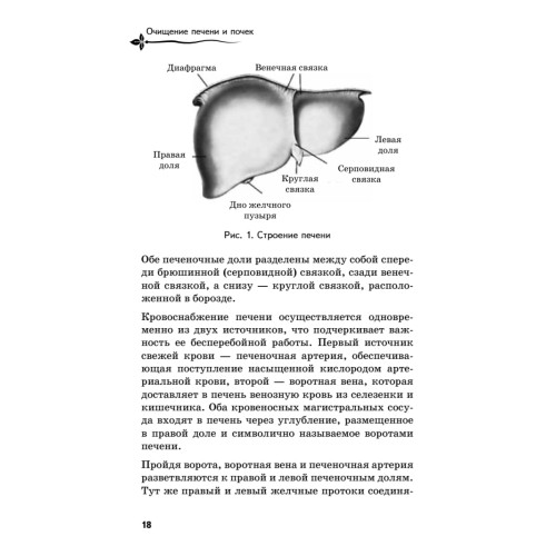 Очищение печени и почек