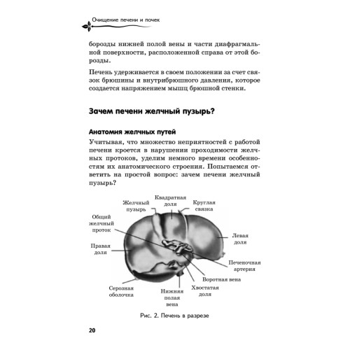 Очищение печени и почек