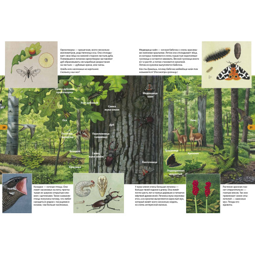 Лесная прогулка. Находилка-определялка с панорамными иллюстрациями.
