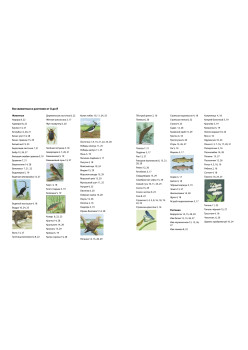 Речная прогулка. Находилка-определялка с панорамными иллюстрациями.