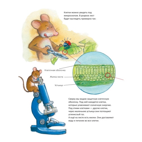 Из чего сделано все живое?