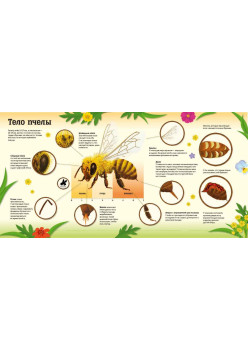 Улей. Как живут пчёлы?