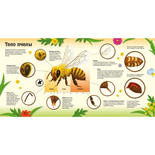 Улей. Как живут пчёлы?